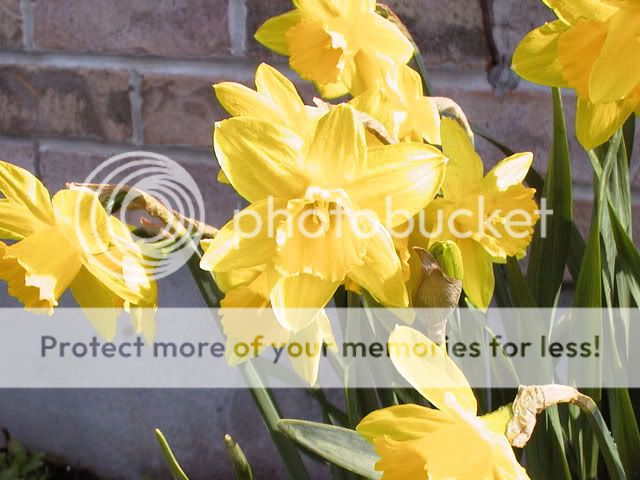 daffodils2edit.jpg