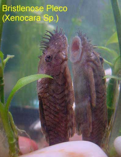 bristlenose.jpg