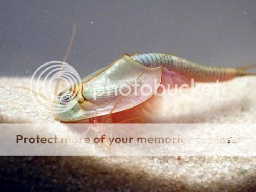 Triops.jpg