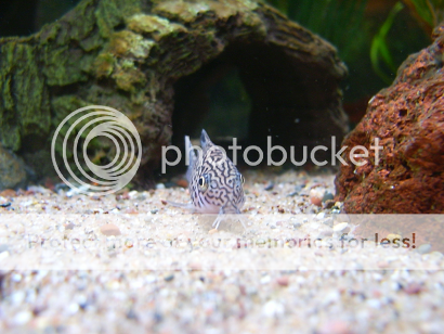 Corydoras6.png