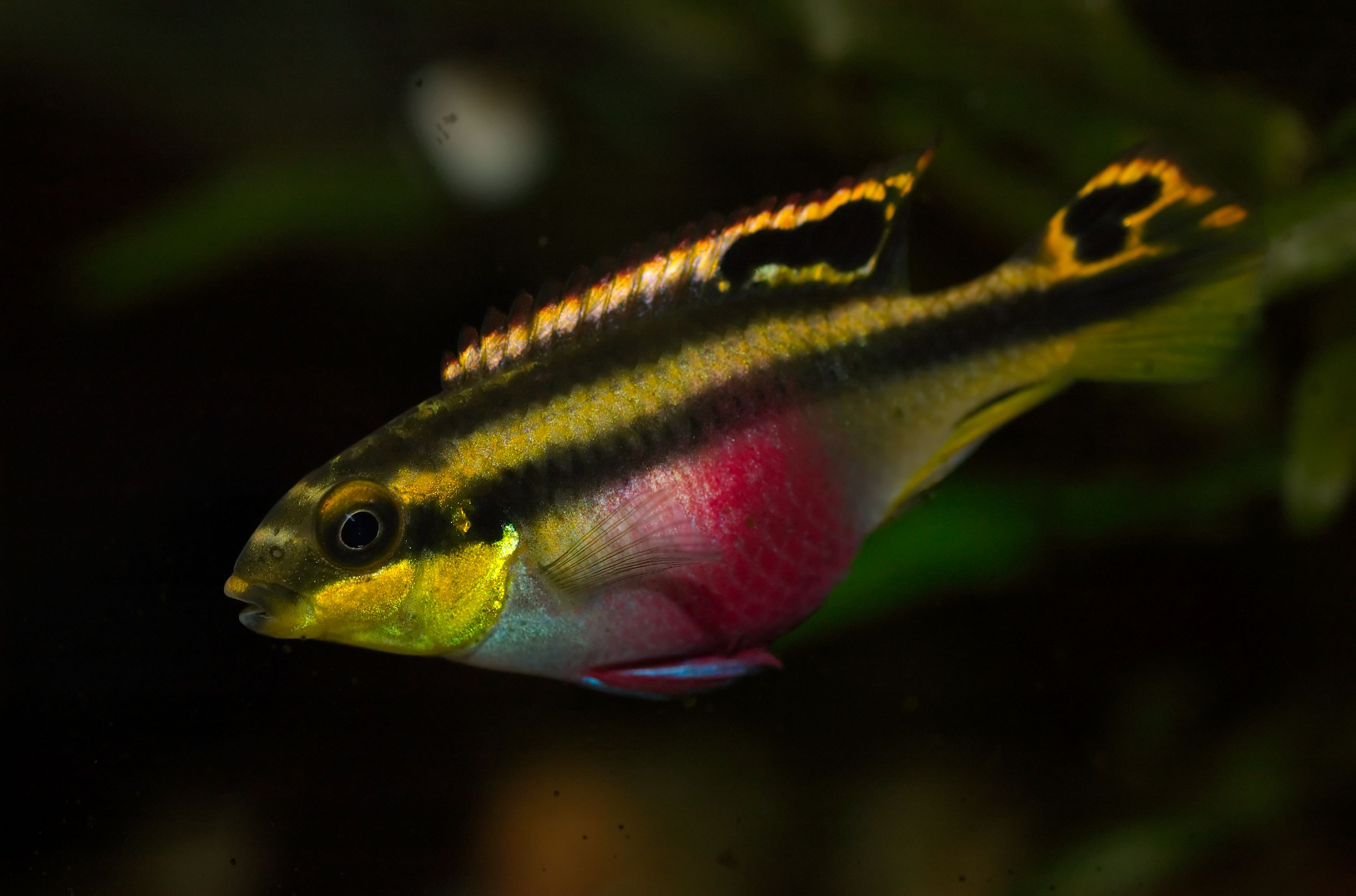 Pelvicachromis_pulcher_(female)_02.jpg