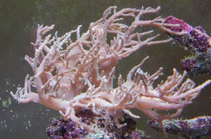 Green_Modusa_Coral.JPG