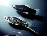 Xiphophorus_helleriAQ_Black_pair2.JPG