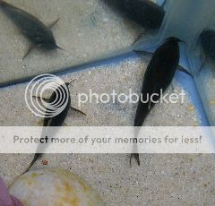 Blackcorys11.jpg