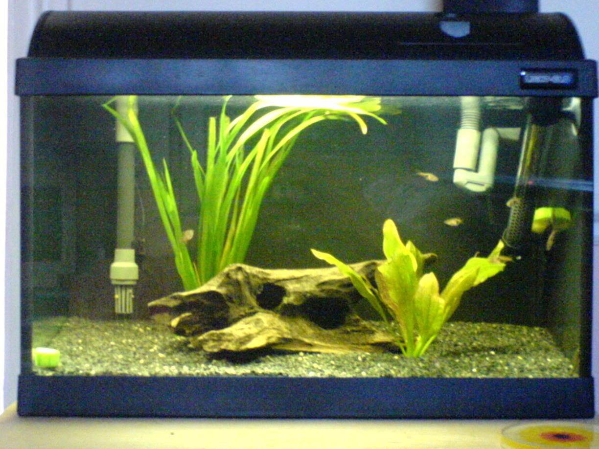 MyFluval500AquariumCurentSetup2.jpg