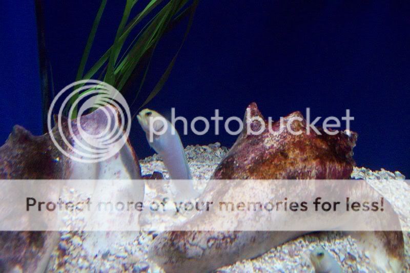 FloridaAquarium041.jpg