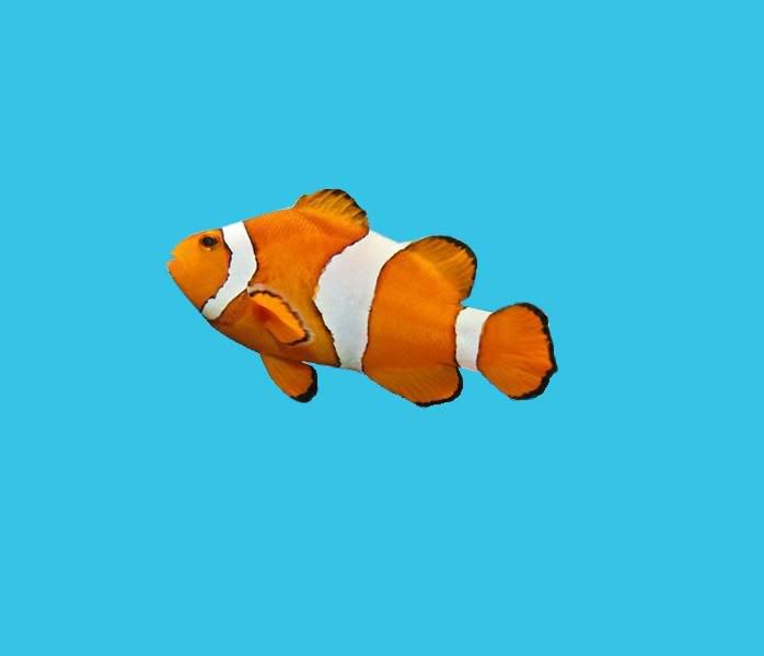 clownfish.jpg