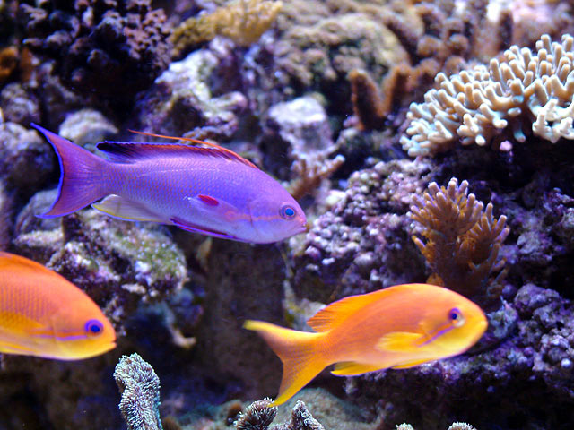 anthias12.jpg