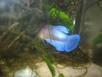 bettas297.jpg