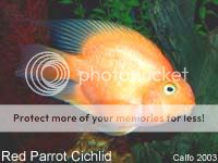 01_Cichlid__RED_PARROT.jpg