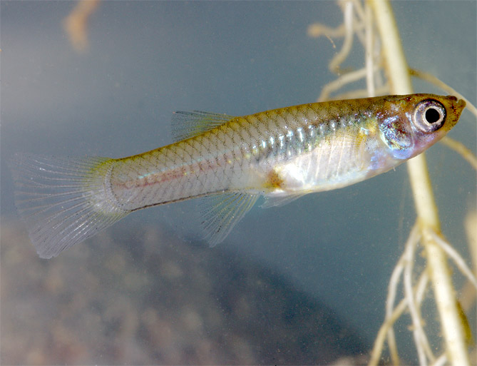 Gambusia%20affinis%202.jpg