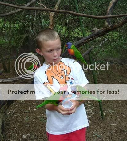 DrakenLorikeets4.jpg