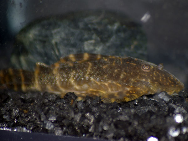 clown-pleco-lg.jpg