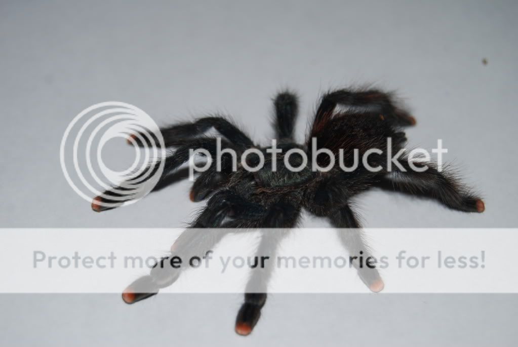 Avicularia.jpg