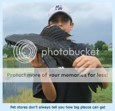 JPG_LENS_ae_bigfish.jpg