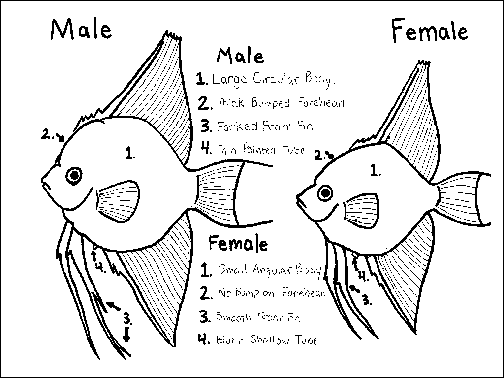 angelfish_gender_w1200.gif