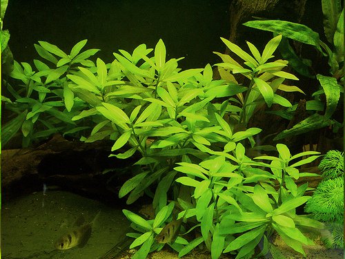 137-Hygrophila-polysperma%203.jpg