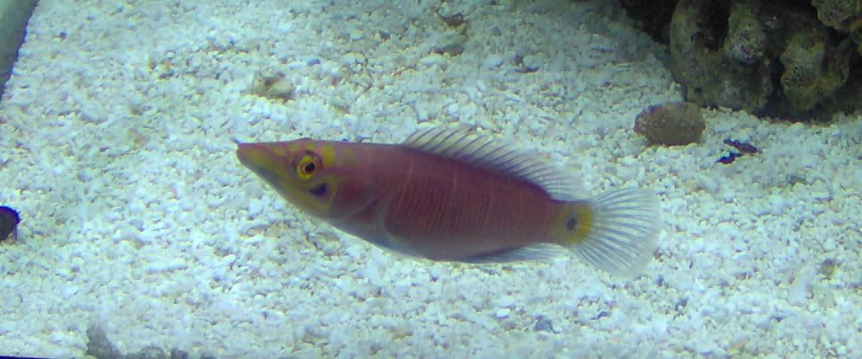 mysterywrasse.jpg