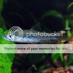 ScissorTailRasbora_zps4821eaa9.jpg