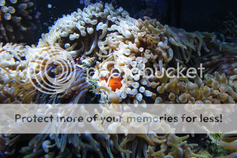 AnemoneTank3.jpg