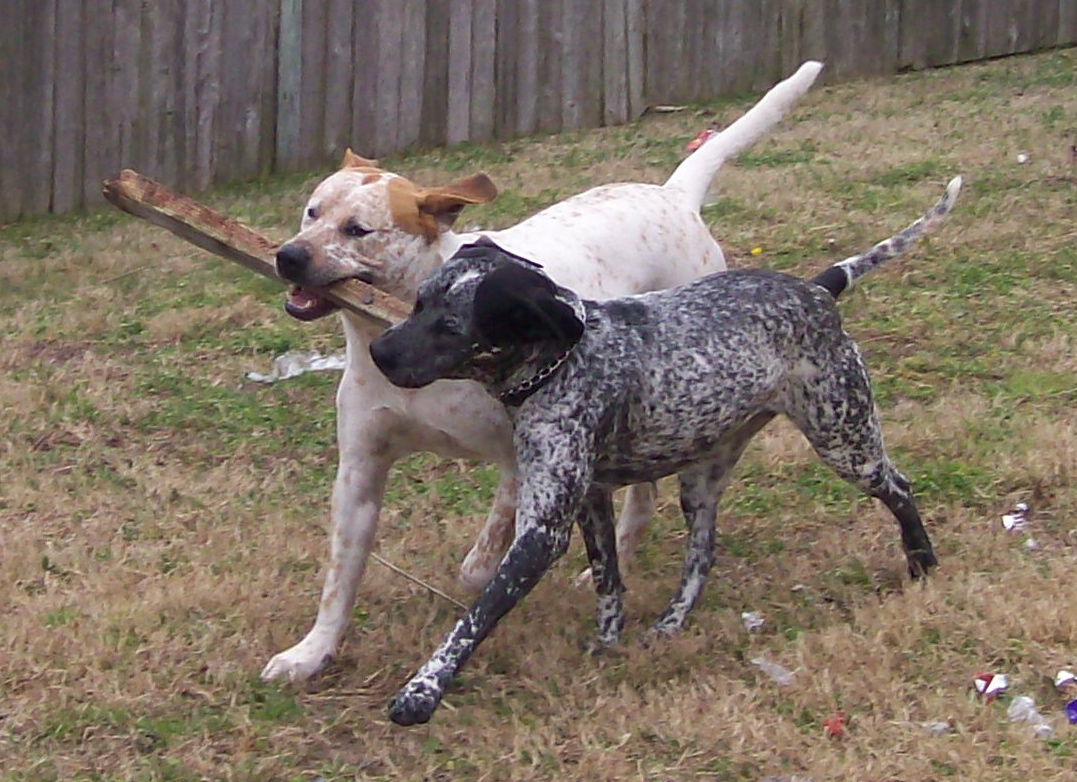 Balanced_Siblings_by_caroro_stock.jpg