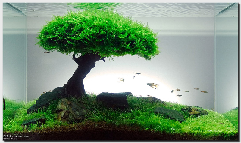 Aquascape17.jpg