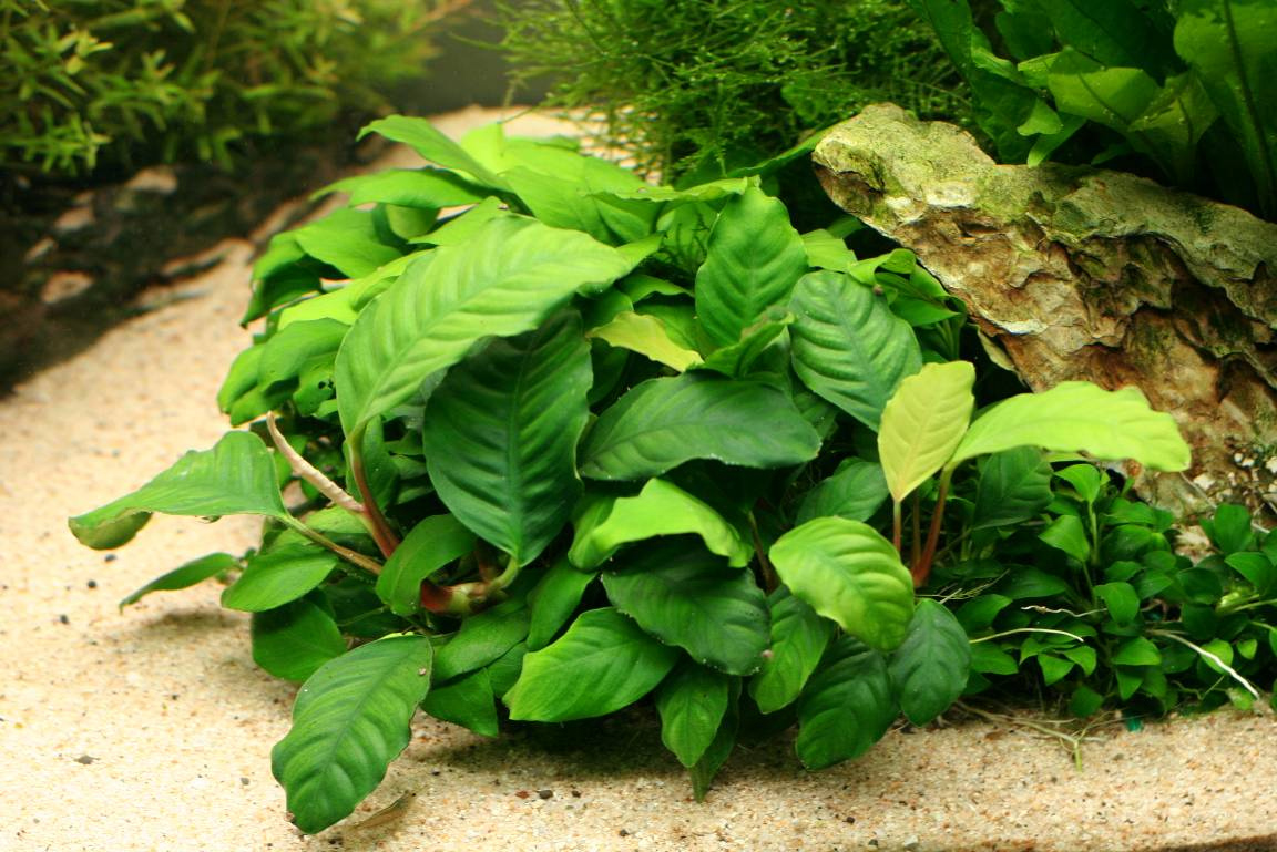 anubias%20barteri%20var.%20coffeefolia.jpg