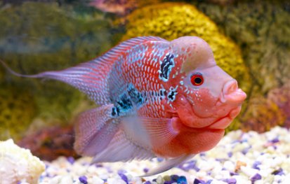 flowerhorncichlid.jpg