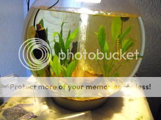 2010_0411fishtank0004.jpg