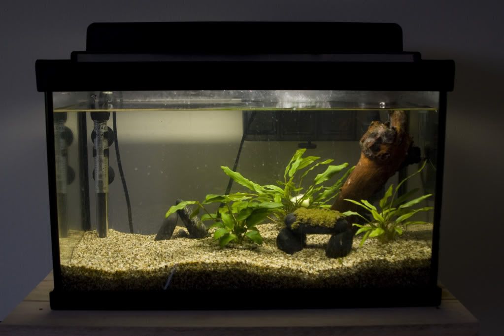 fishtank.jpg