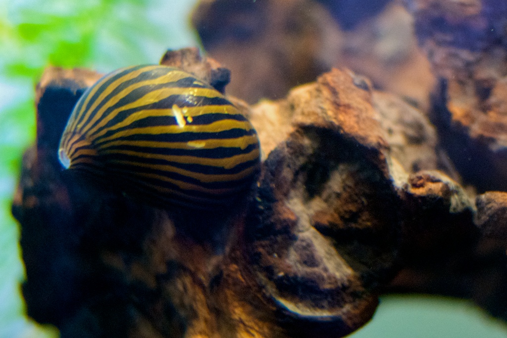 Zebra_Nerite_Snail_1.jpg