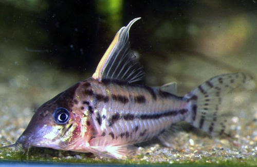 corydoras_pulcher_species_large.jpg