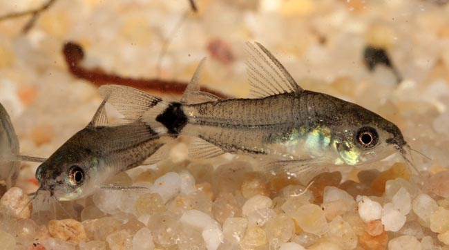 Corydoras_hastatus2.jpg