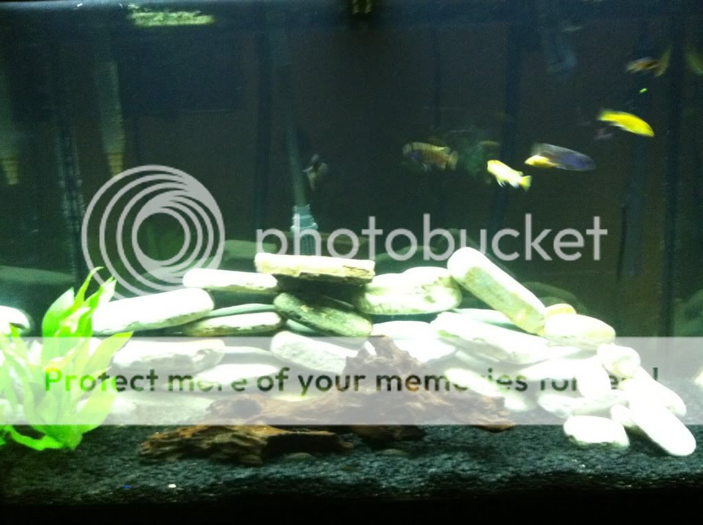 babycichlids001.jpg