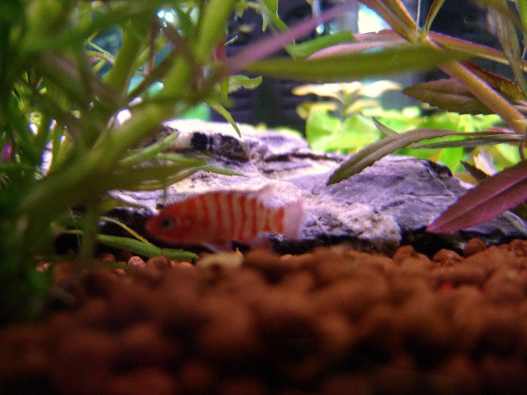 Badis005.jpg