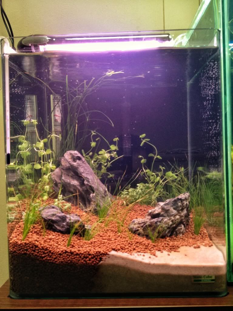 plantedtank13712.jpg