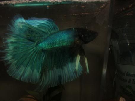 bettas043.jpg