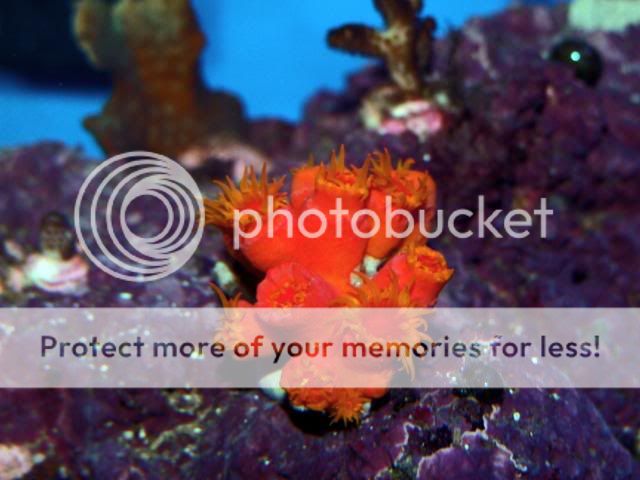 2009_0830Reef0064.jpg