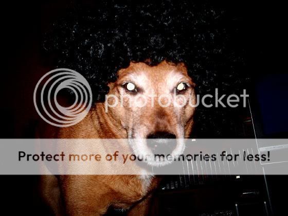 afrodog.jpg