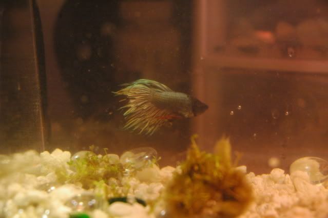 betta012.jpg