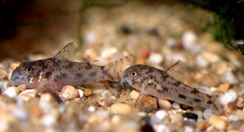 corydoras_cochui_species_large.jpg