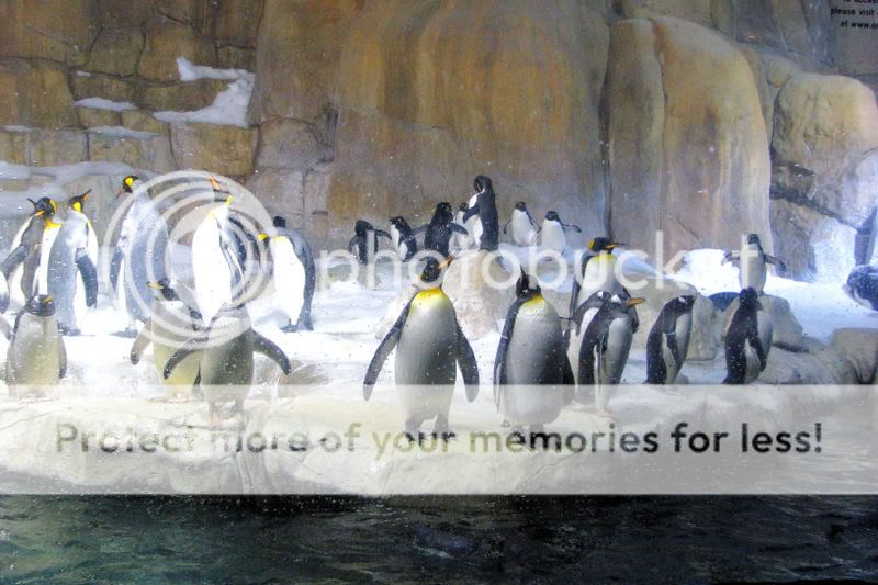 penguins1.jpg