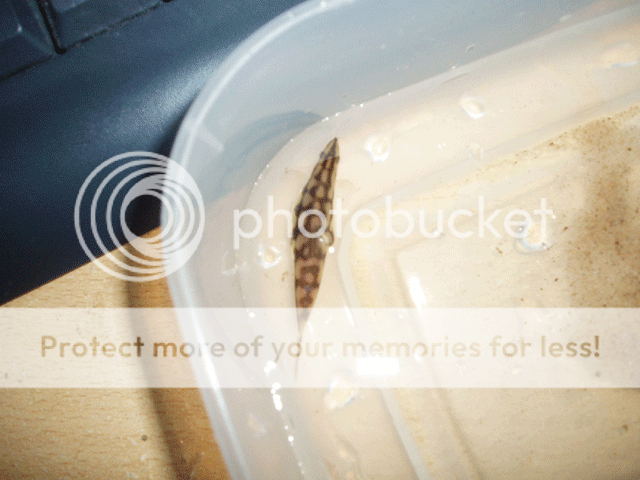 chain_loach_female03.png