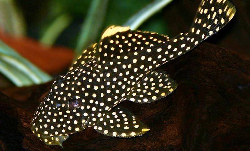 gold-nuget-pleco.jpg