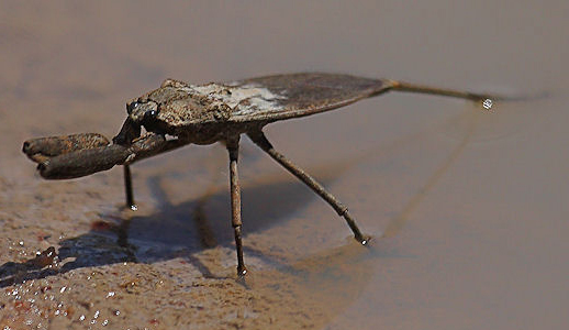 water_scorpion_australia_trev1.jpg