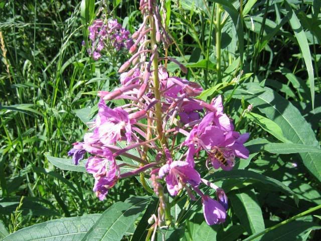 Fireweed.jpg