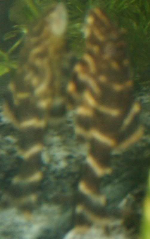 upclosepleco.jpg