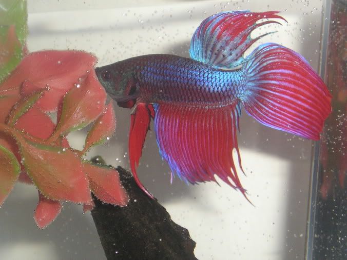 betta2.jpg