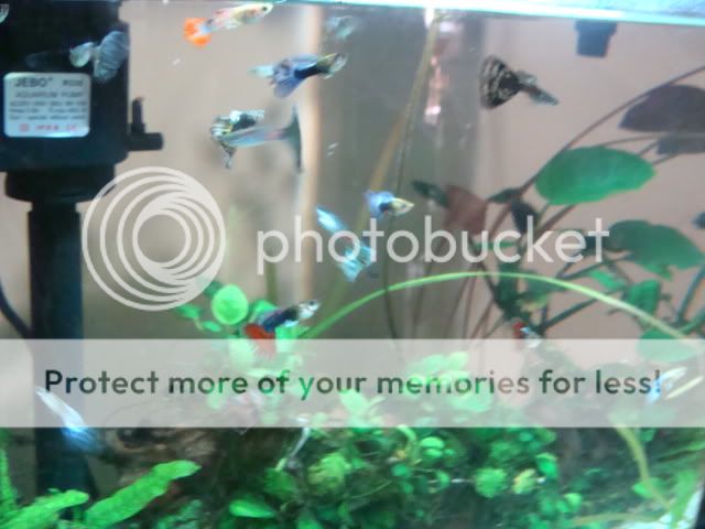 Guppiesinnewtank004.jpg