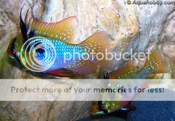 Mikrogeophagus_ramirezi_8.jpg